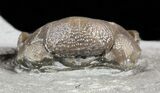 Wide, Enrolled Eldredgeops Trilobite - Ohio #55454-2